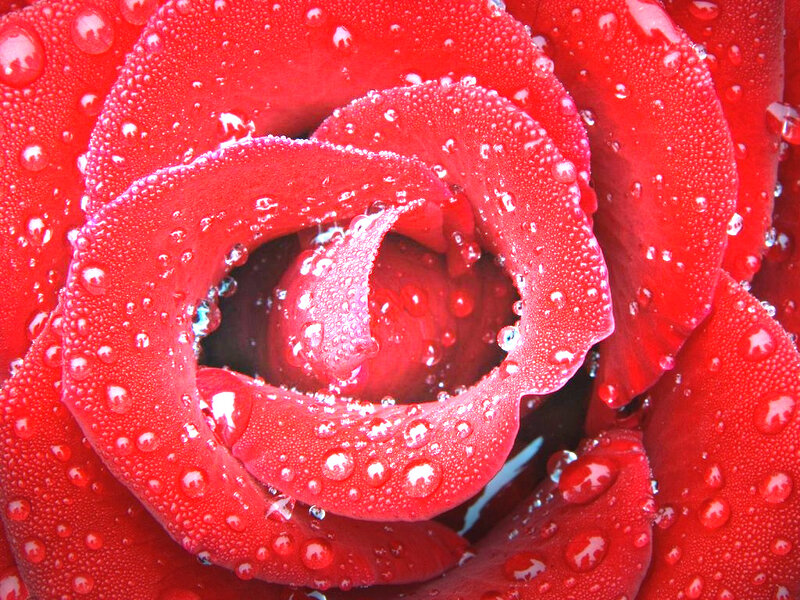 Red rose with water droplets