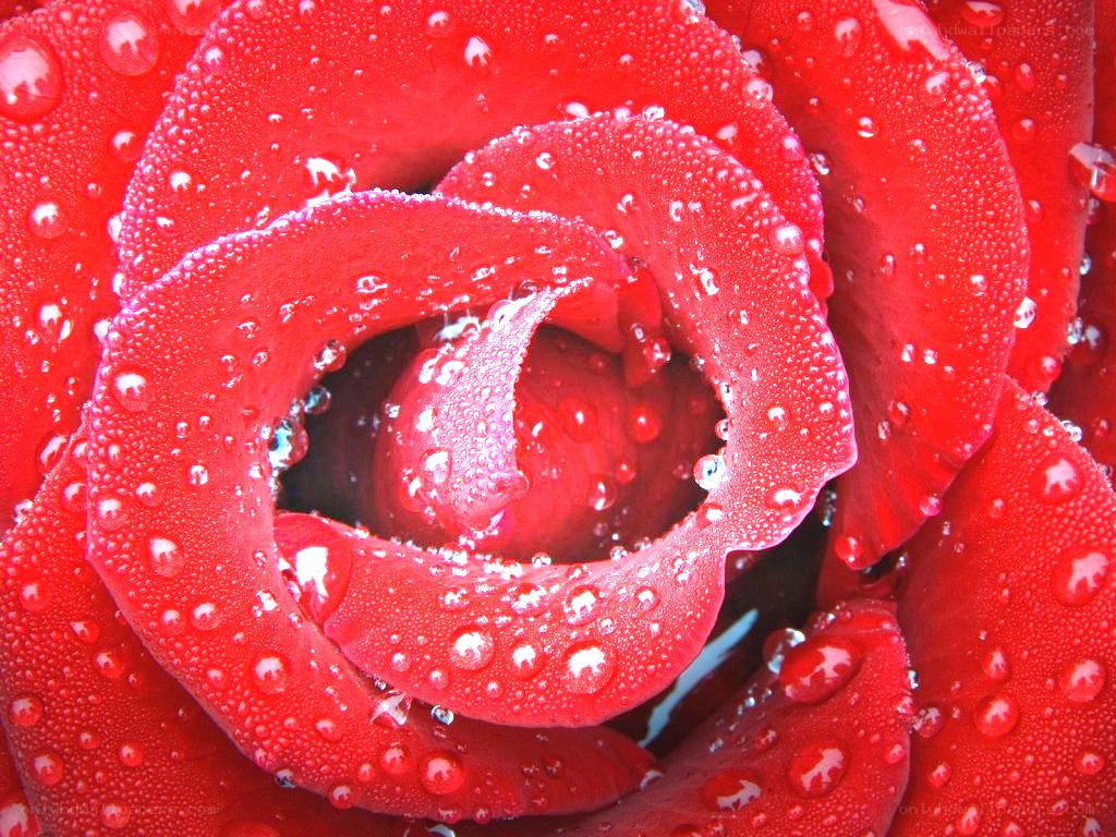 Red rose with water droplets