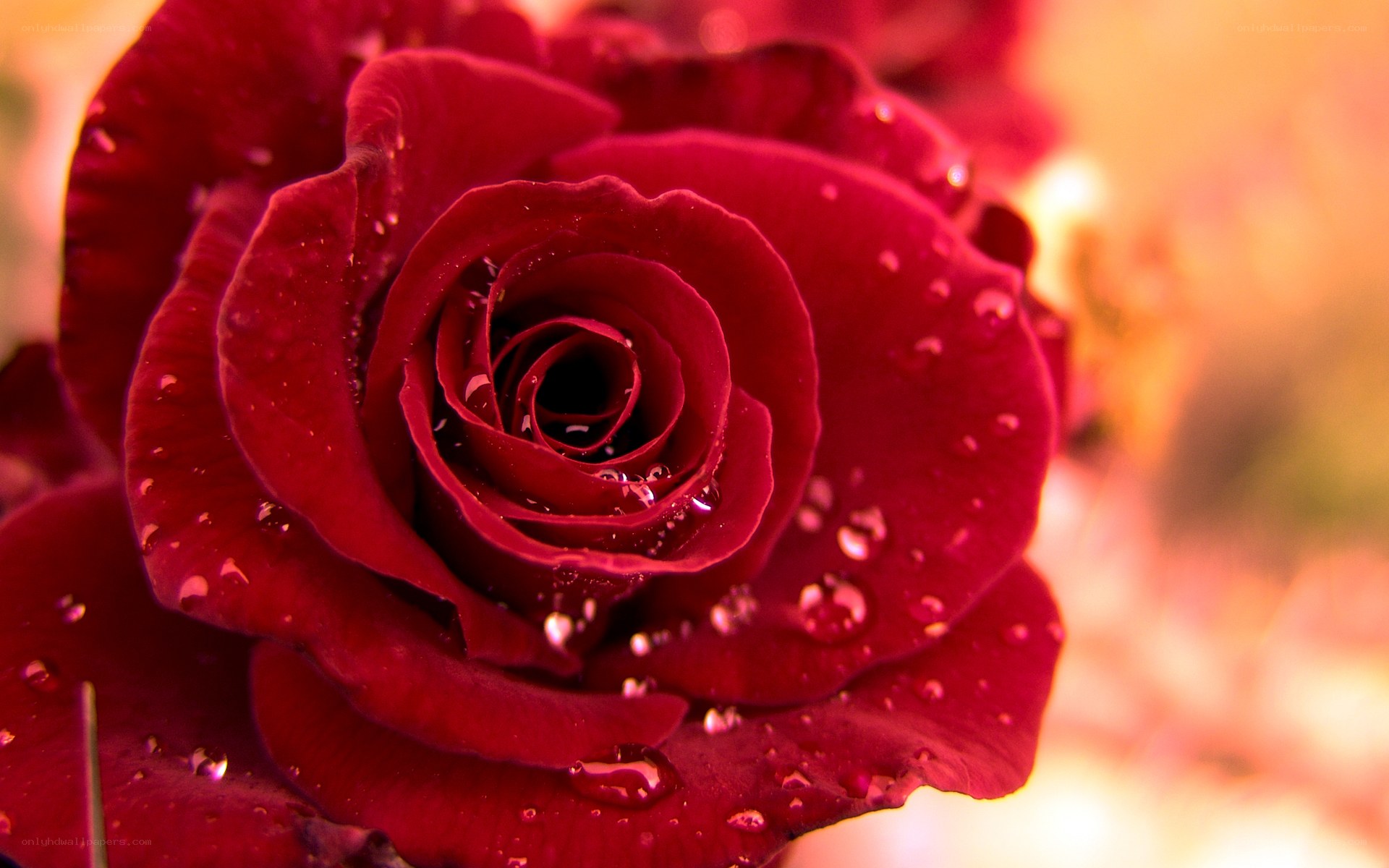 Red rose with water droplets