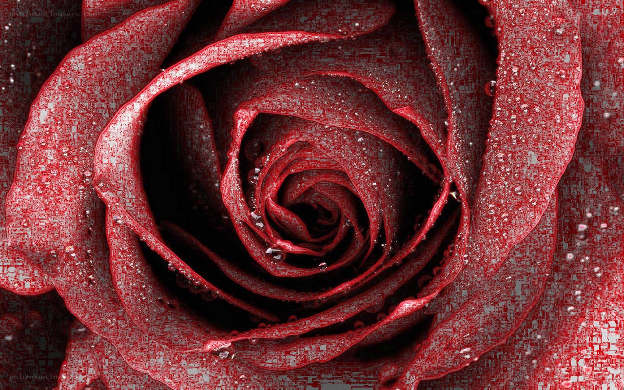 red rose with water droplets