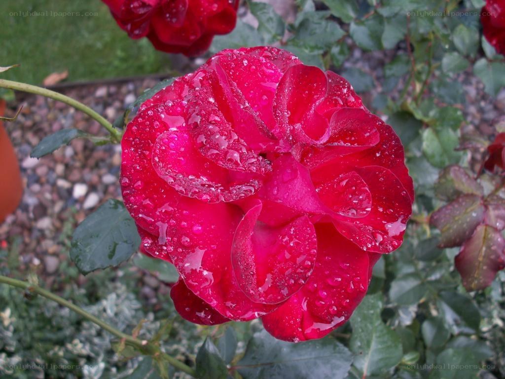 Red rose with water droplets