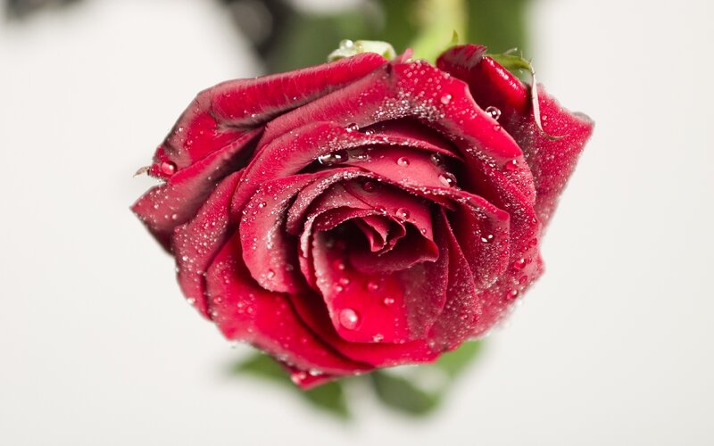 red rose with water droplets