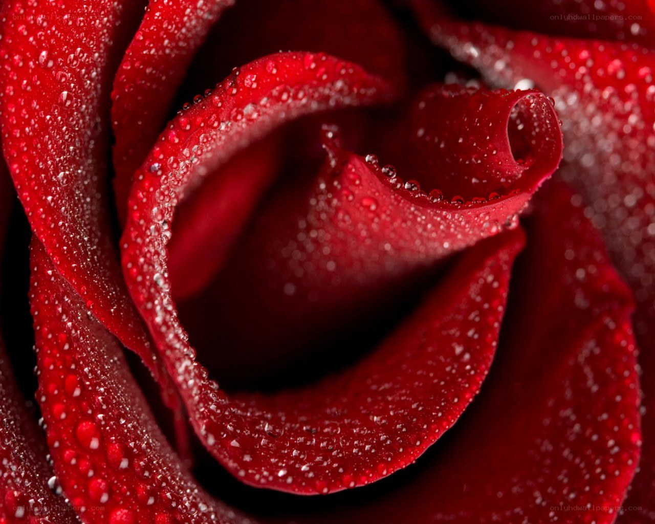 Red rose with water droplets