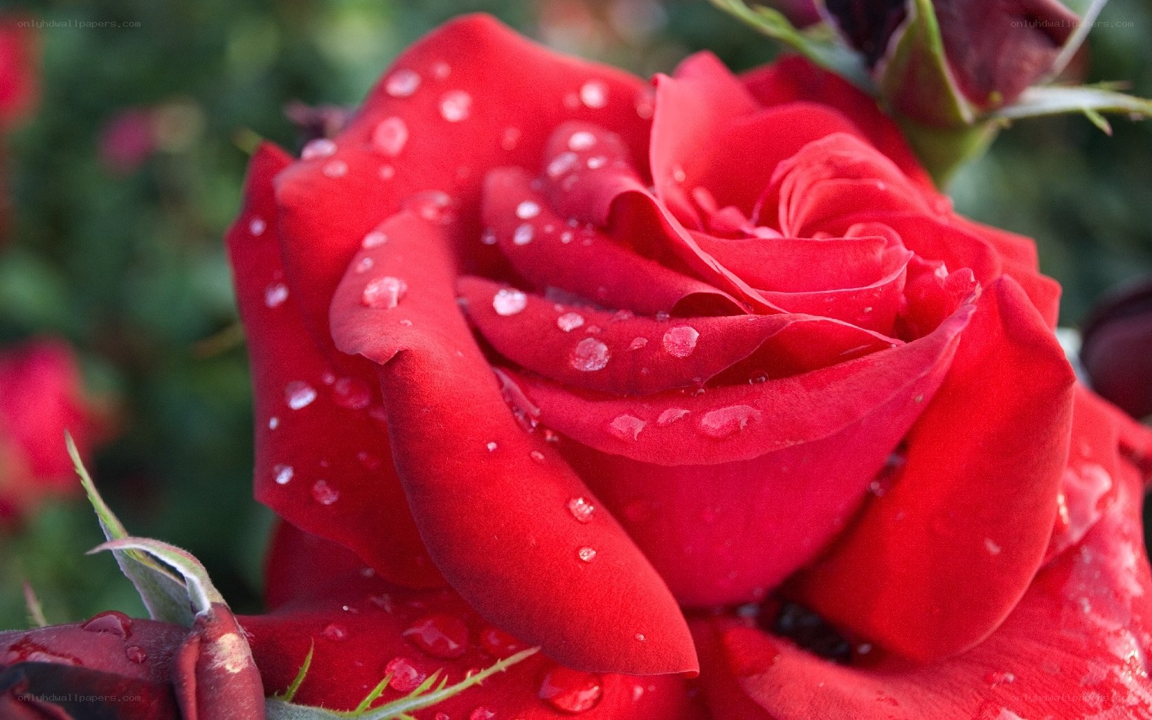 Red rose with water droplets