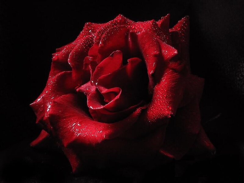 Red rose with water droplets