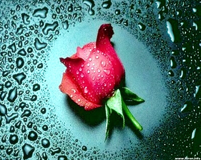 Red rose with water droplets