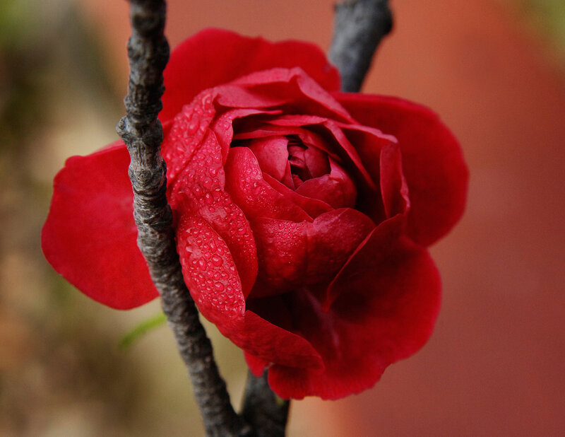 Red rose with water droplets
