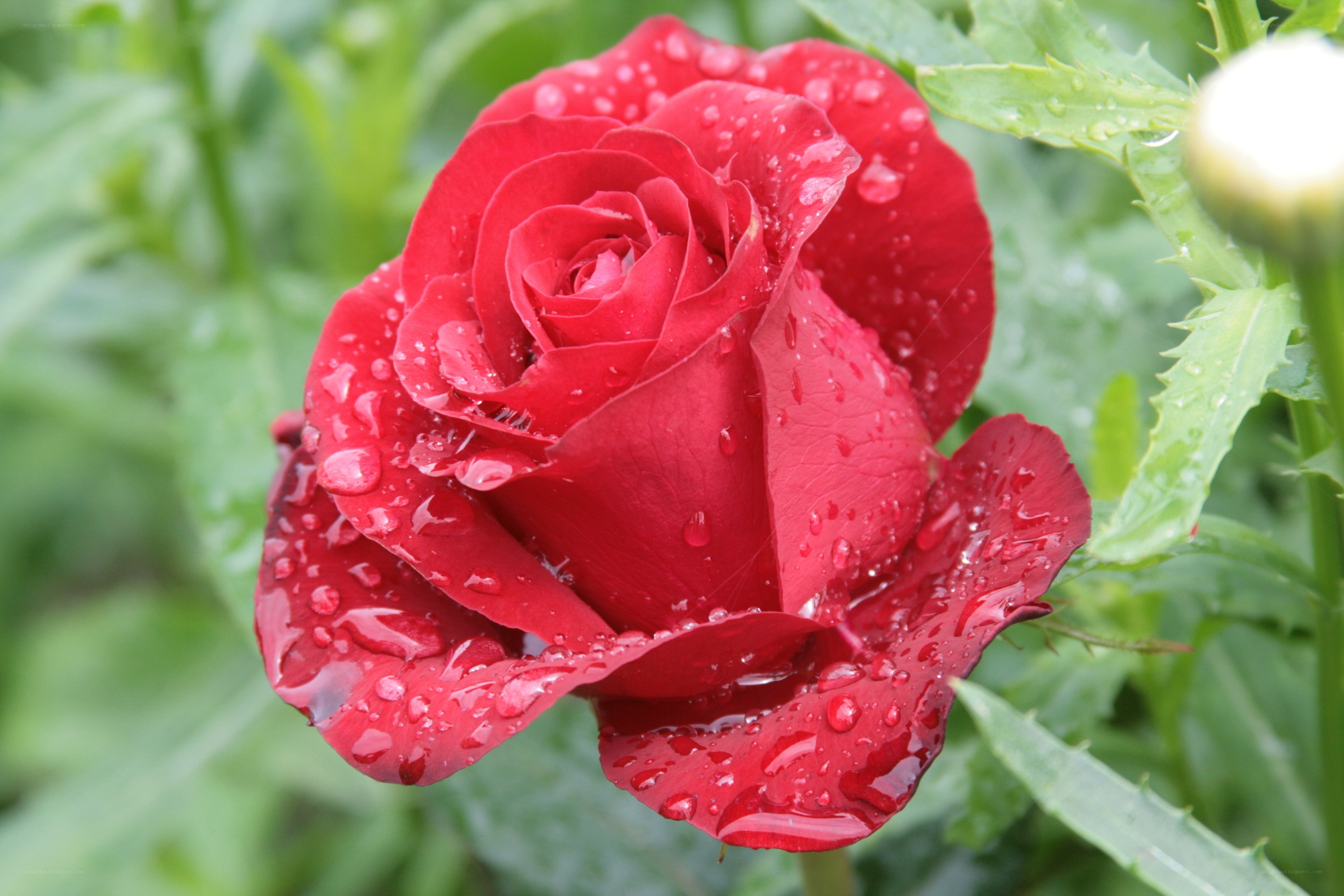 Red rose with water droplets