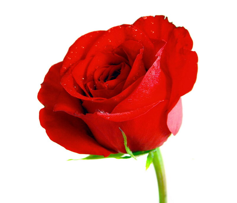 red rose with water droplets