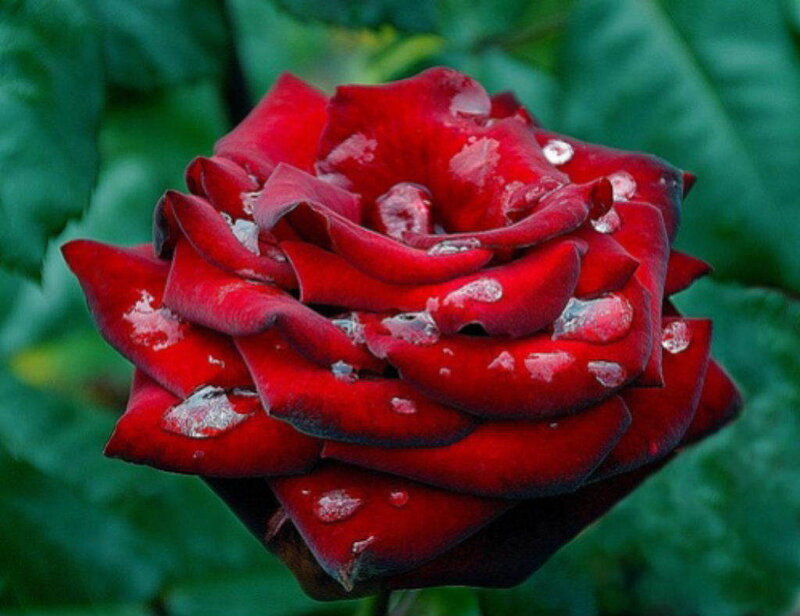 Red rose with water droplets