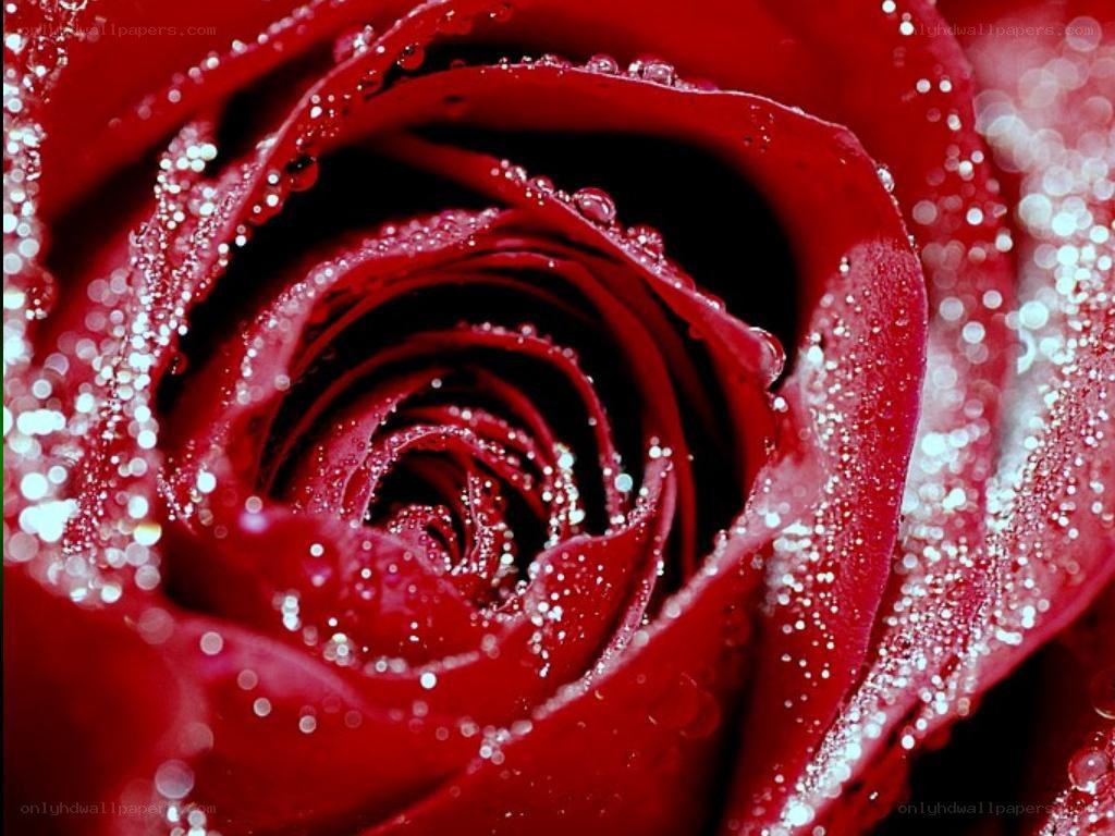 red rose with water droplets