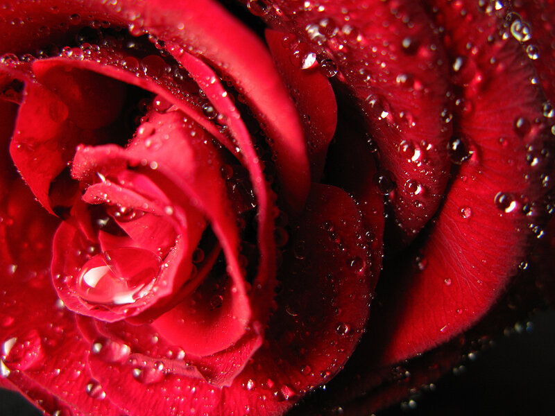 Red rose with water droplets