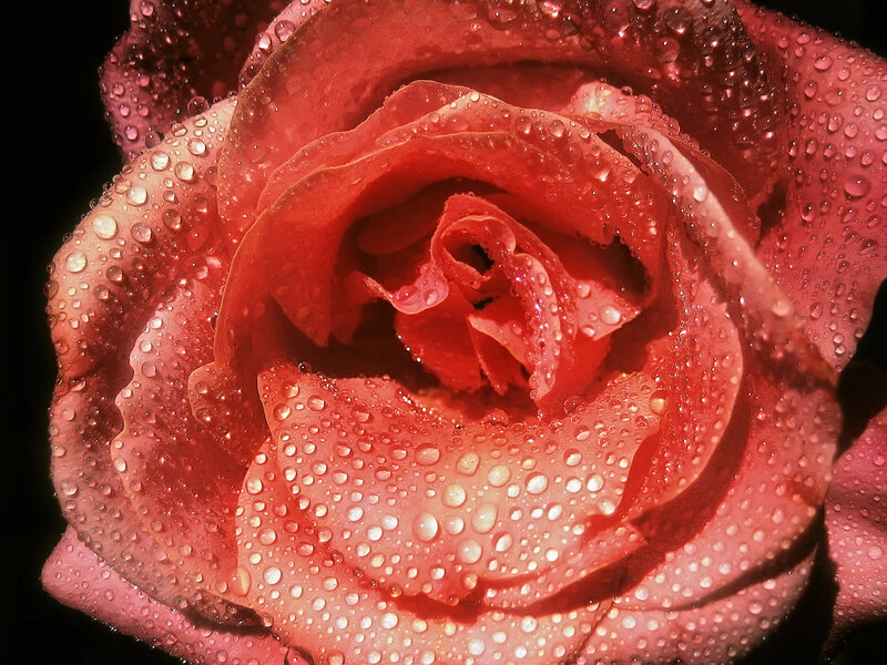 Red rose with water droplets