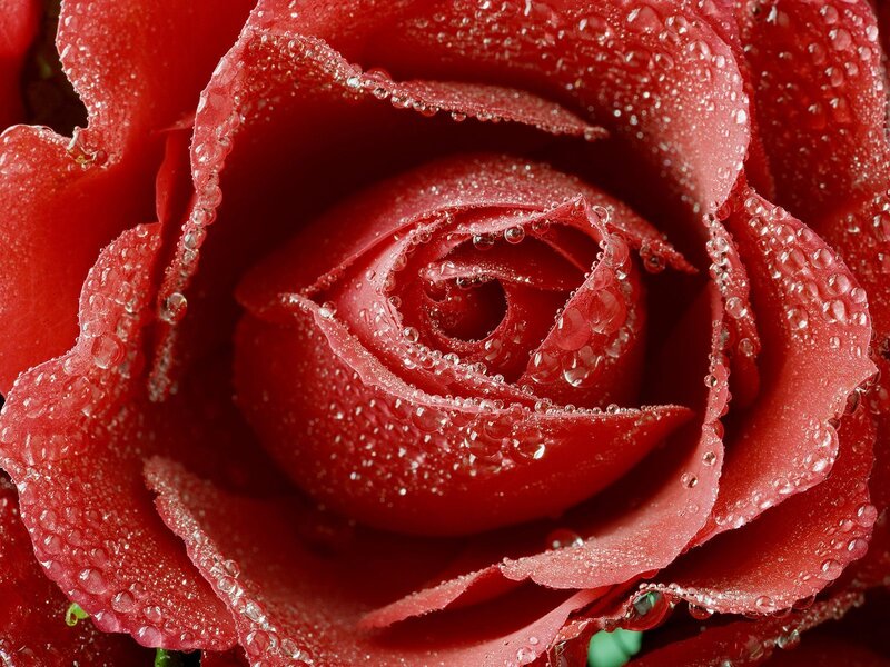 Red rose with water droplets
