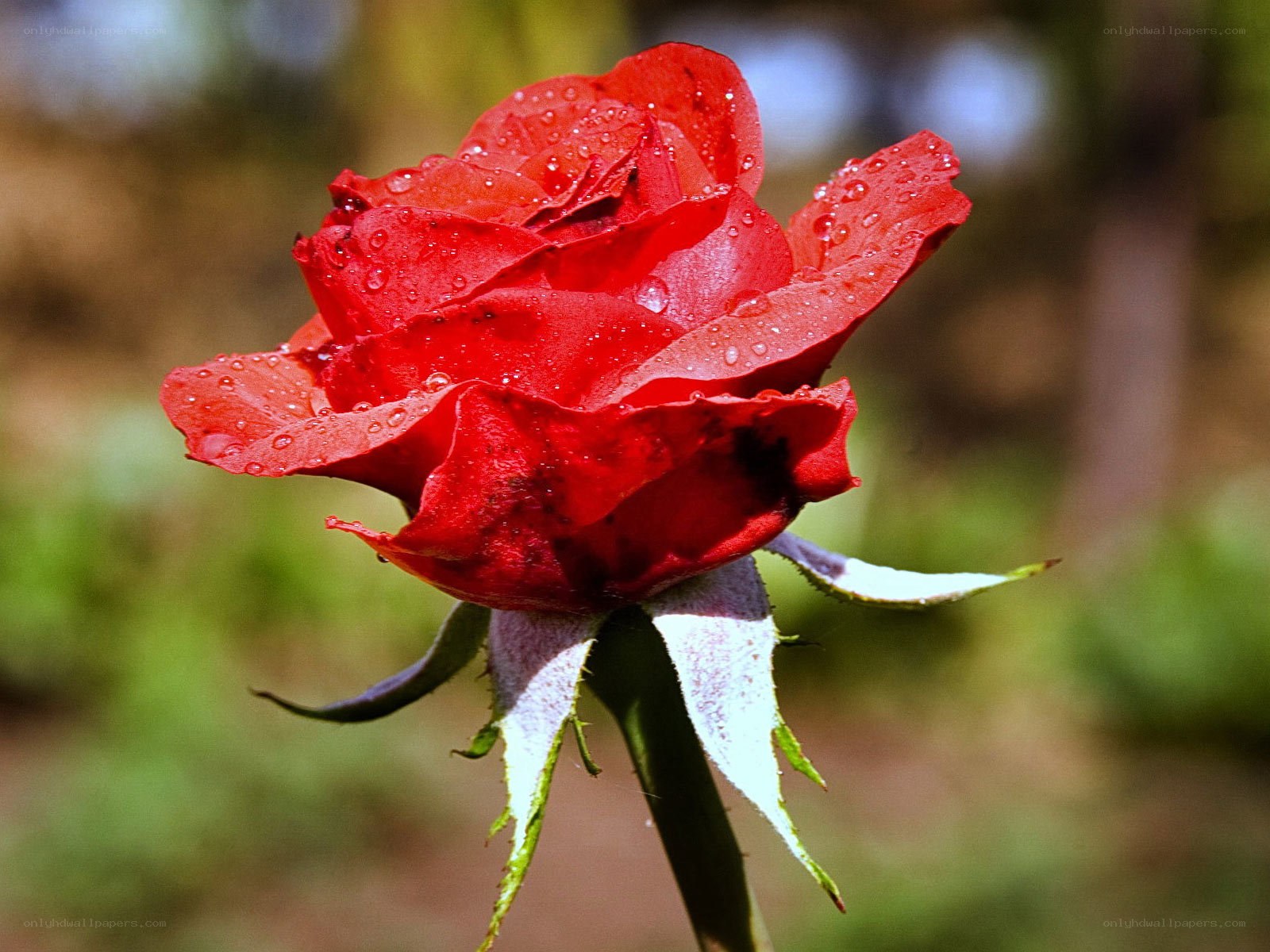 Red rose with water droplets