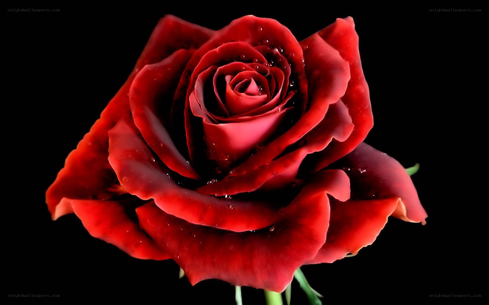 Red rose with water droplets