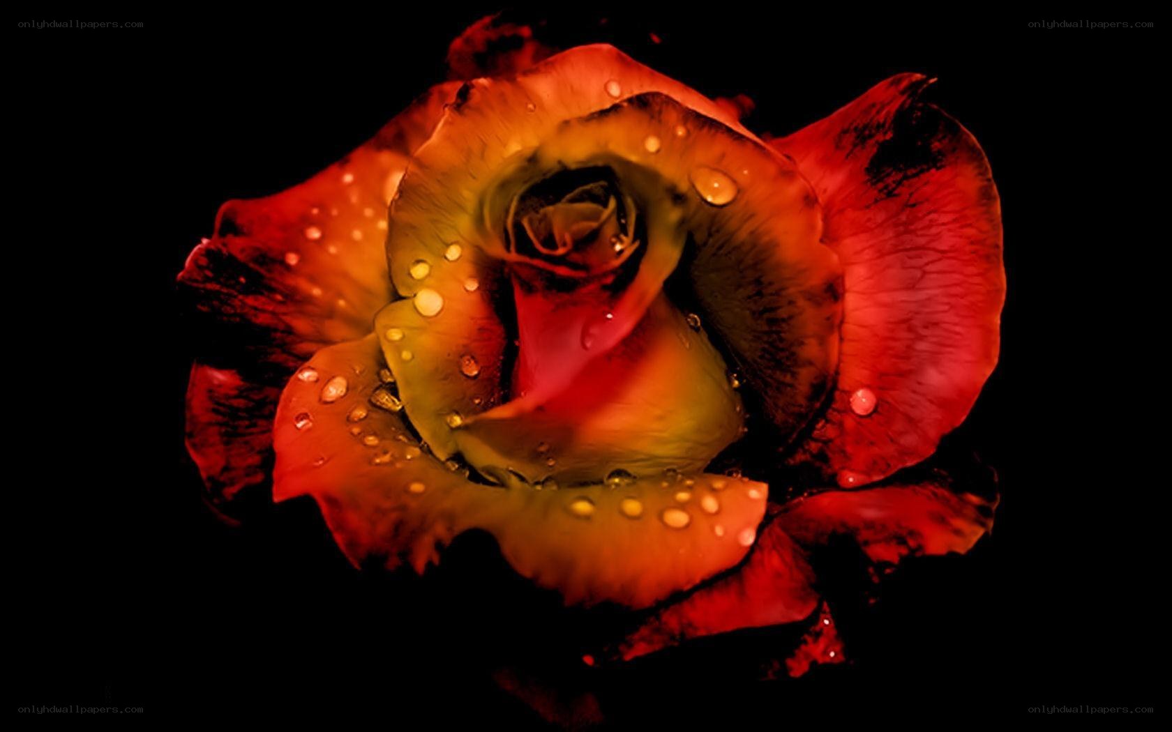 Red rose with water droplets