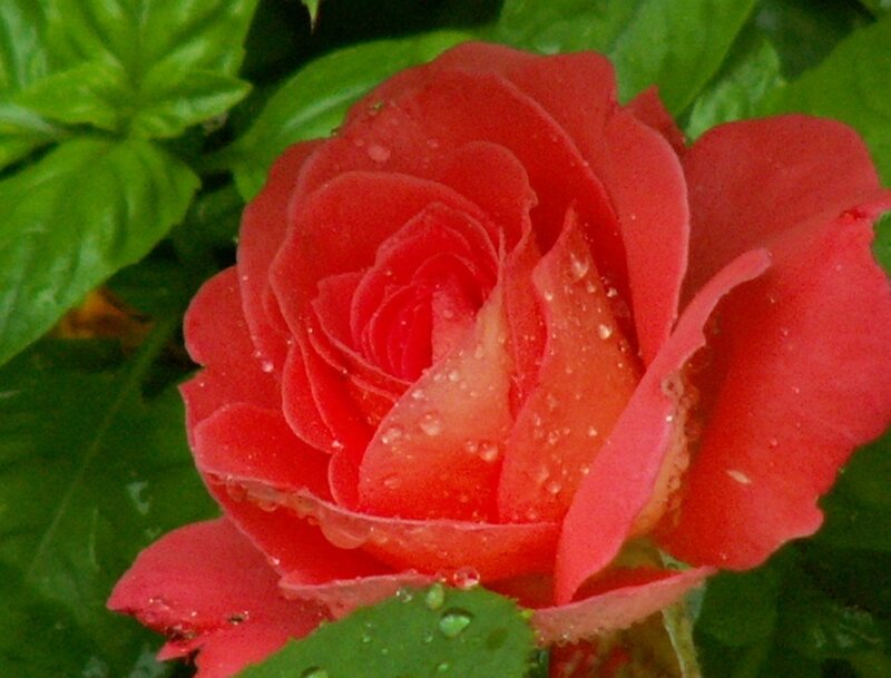 Red rose with water droplets