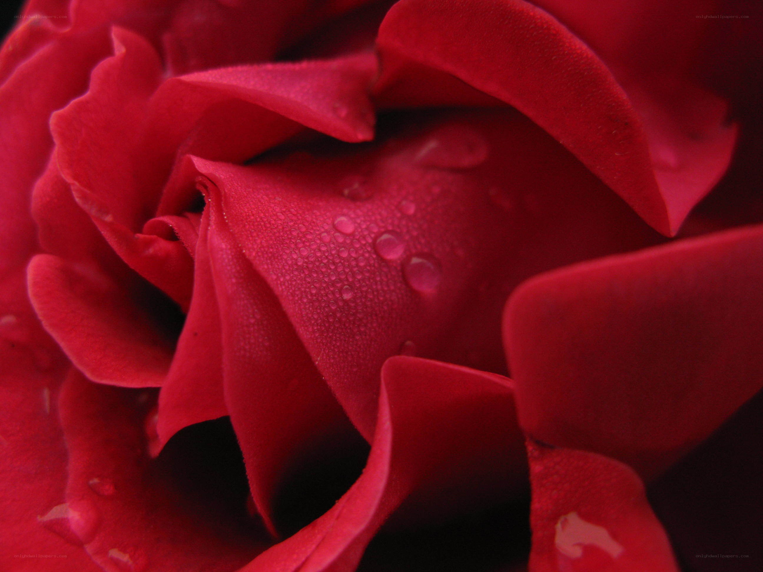 Red rose with water droplets