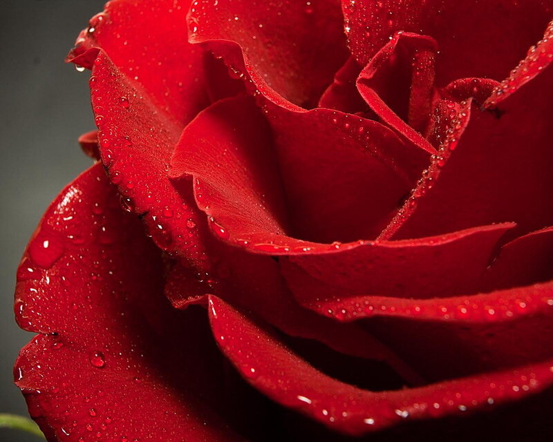 Red rose with water droplets