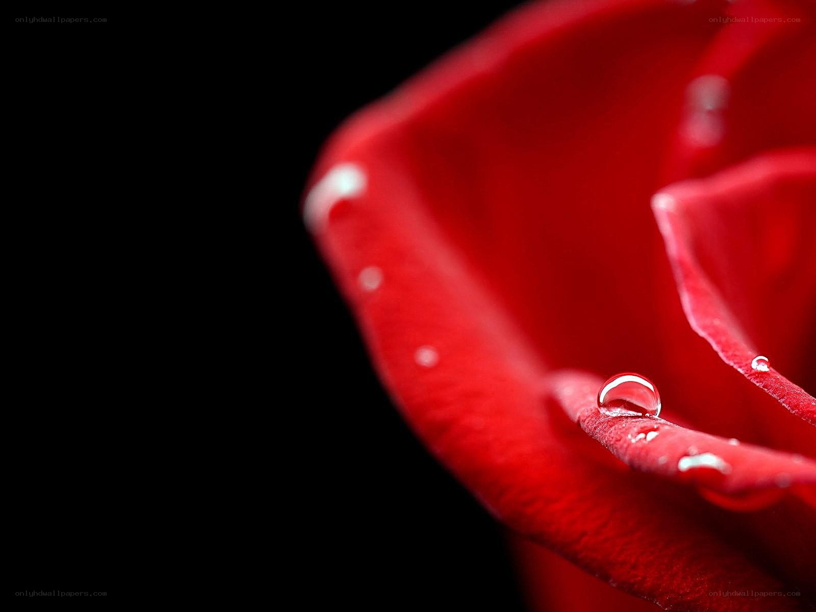 Red rose with water droplets