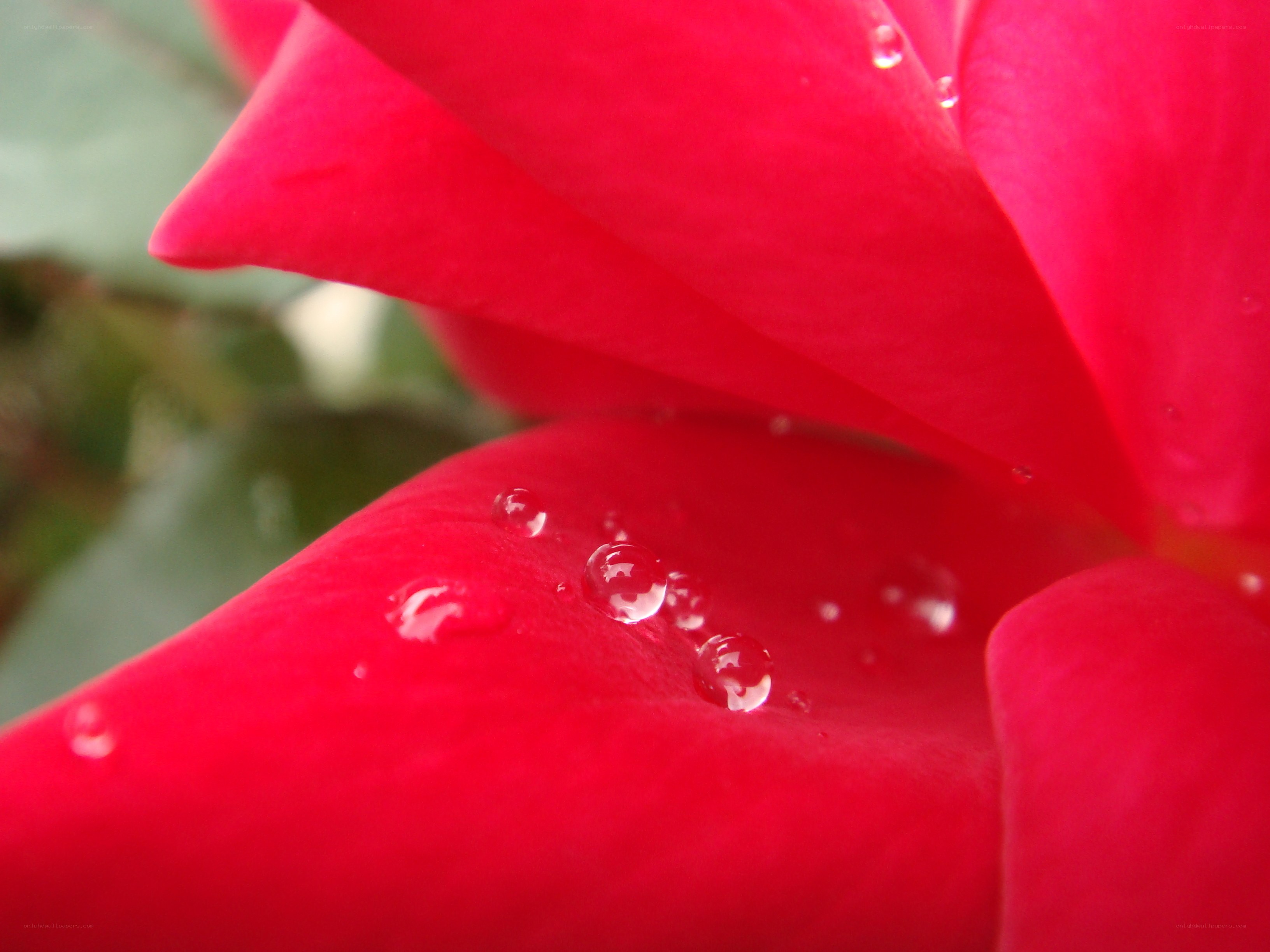 Red rose with water droplets