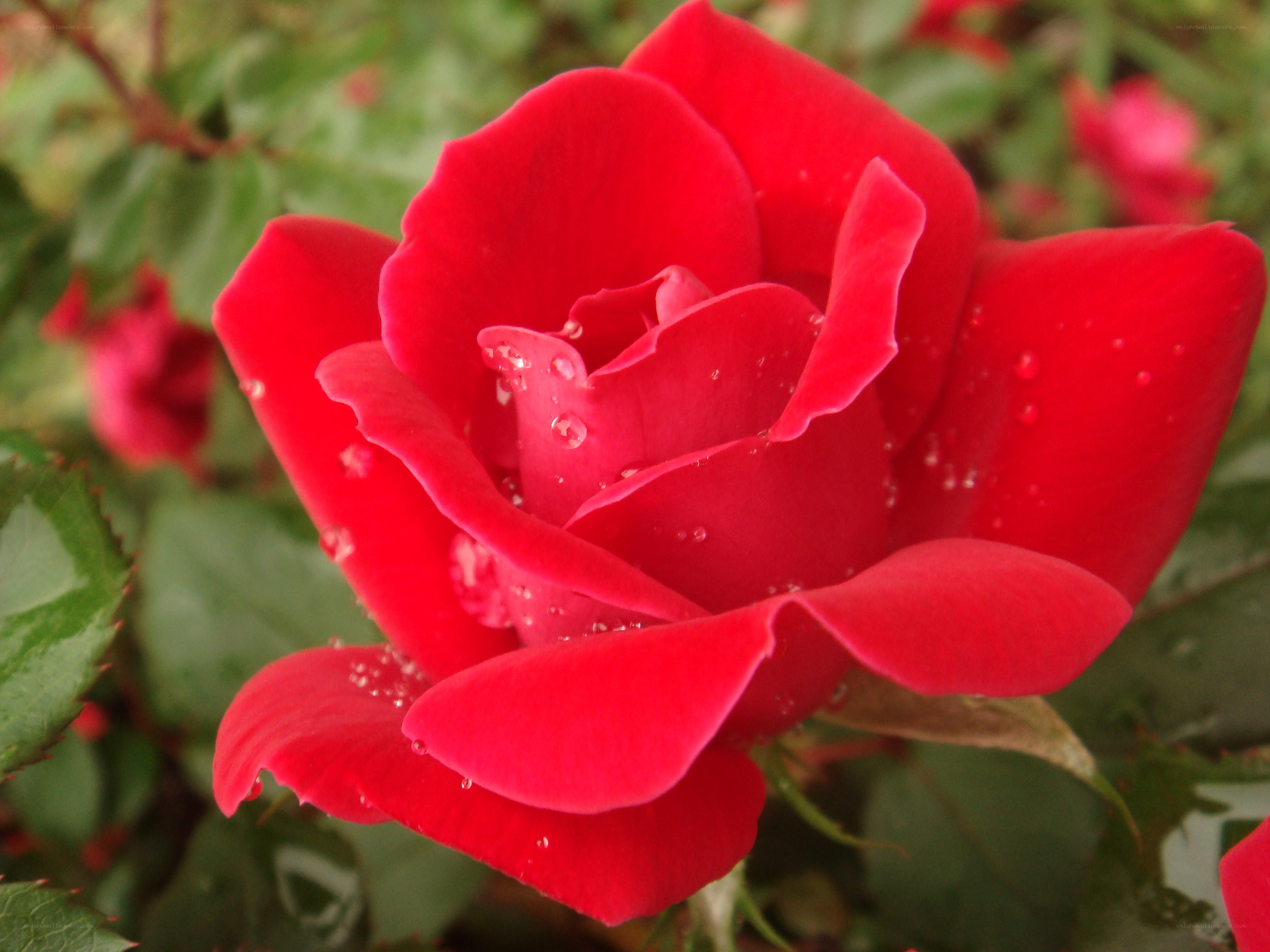 Red rose with water droplets