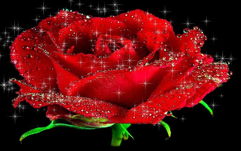 Red rose with water droplets