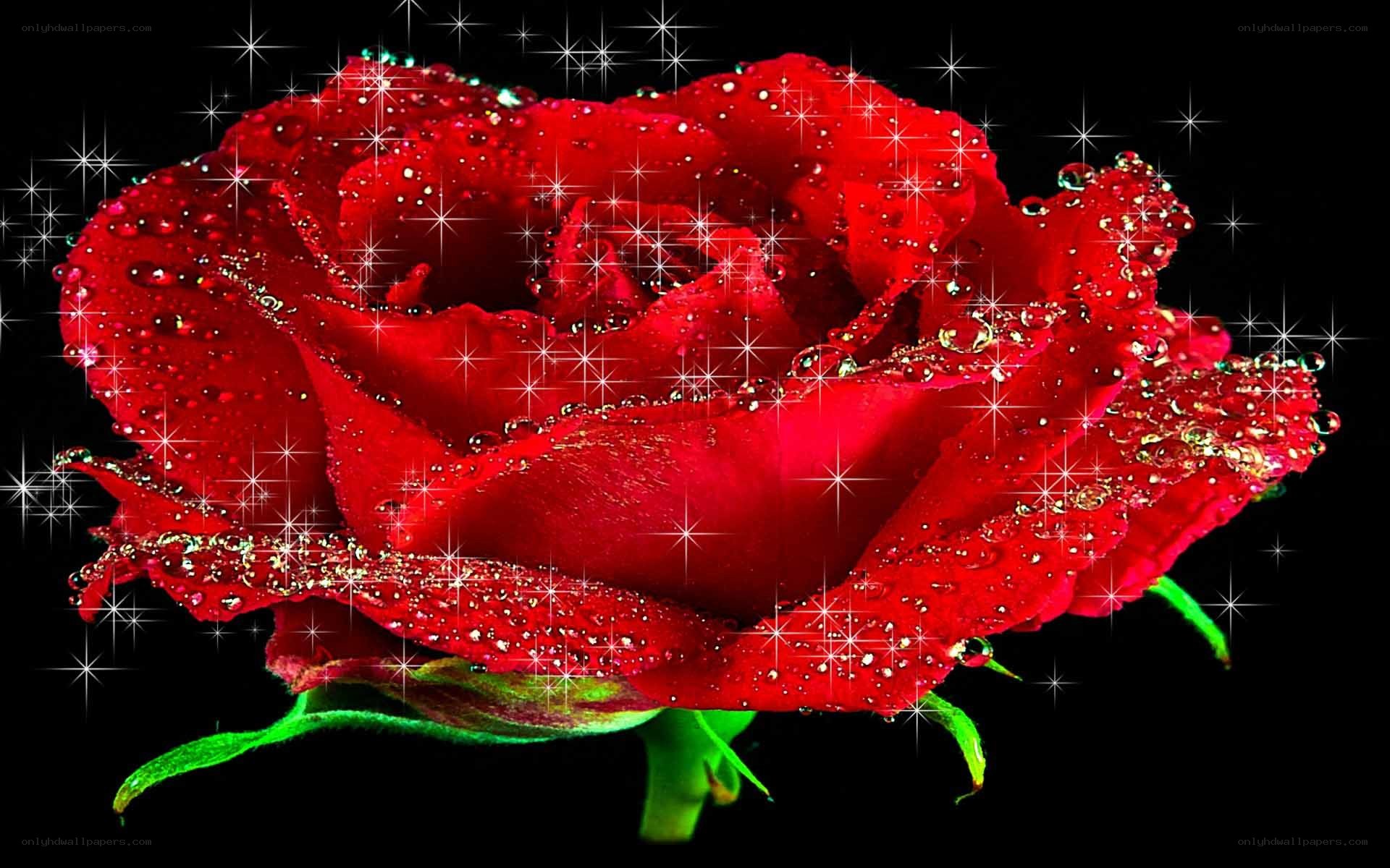 Red rose with water droplets
