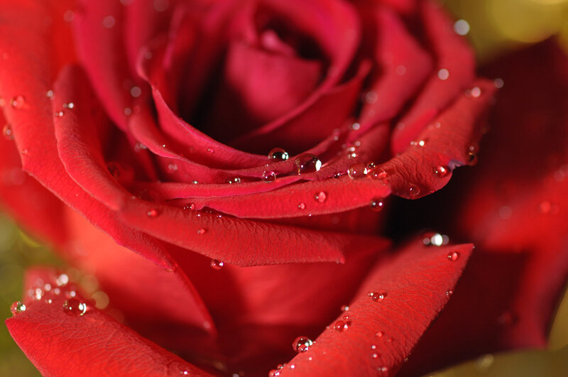 Red rose with water droplets