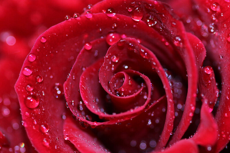 Red rose with water droplets