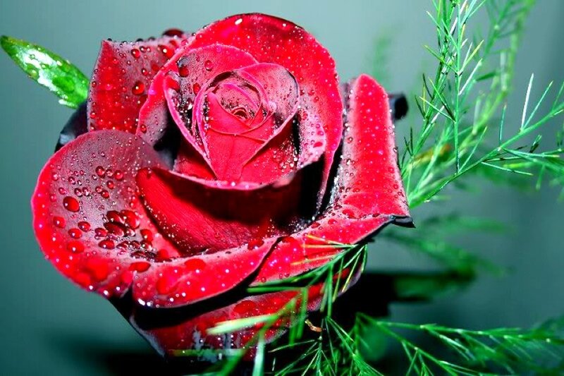 Red rose with water droplets