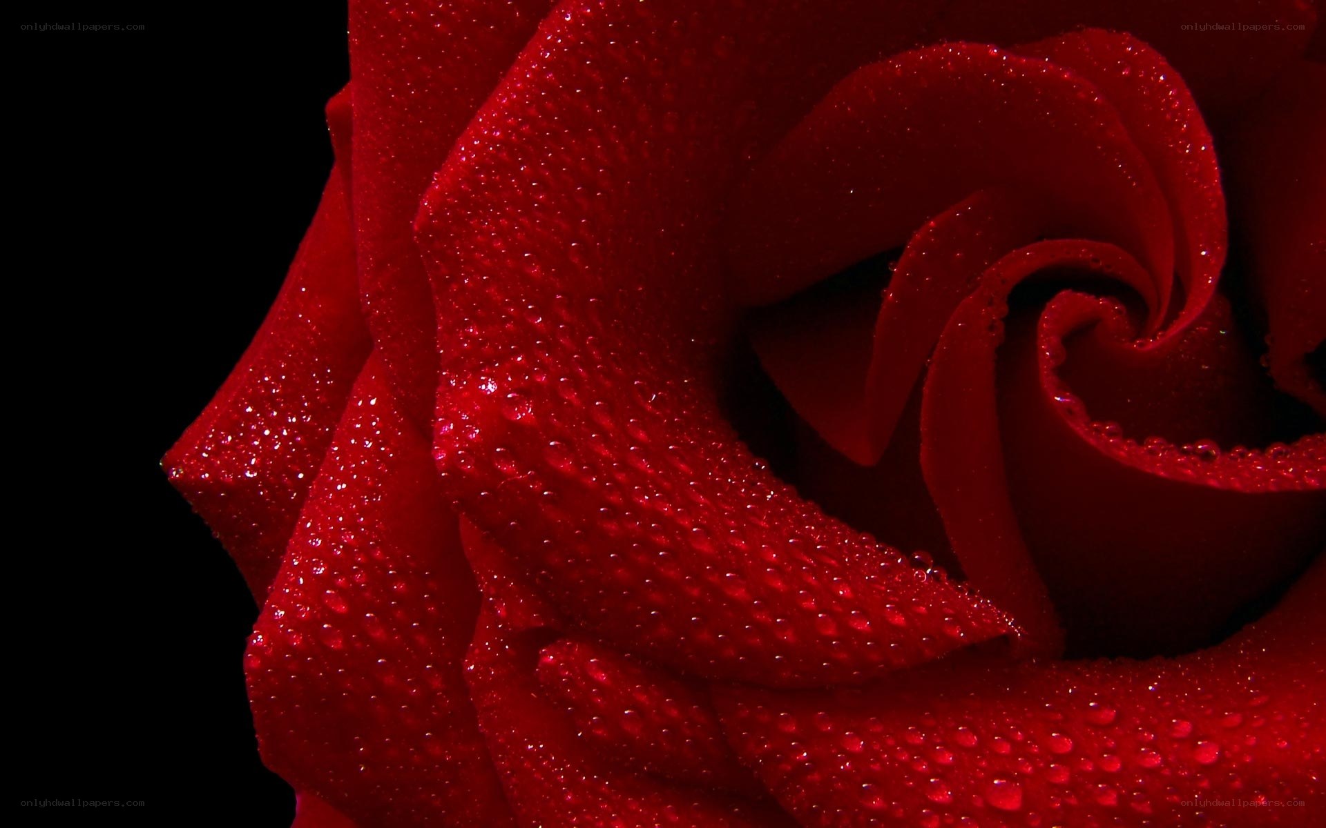 Red rose with water droplets