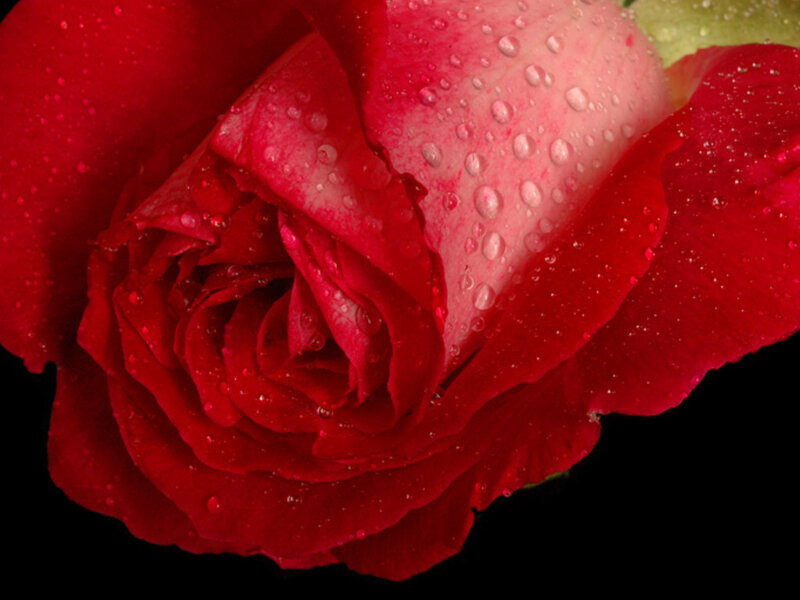 Red rose with water droplets