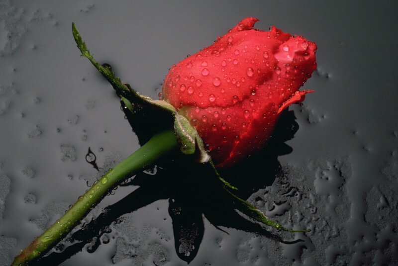 Red rose with water droplets