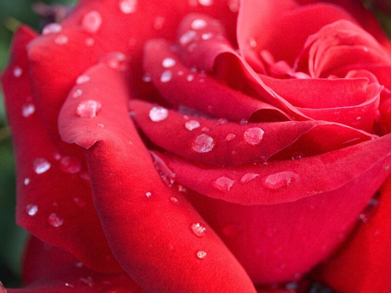 Red rose with water droplets