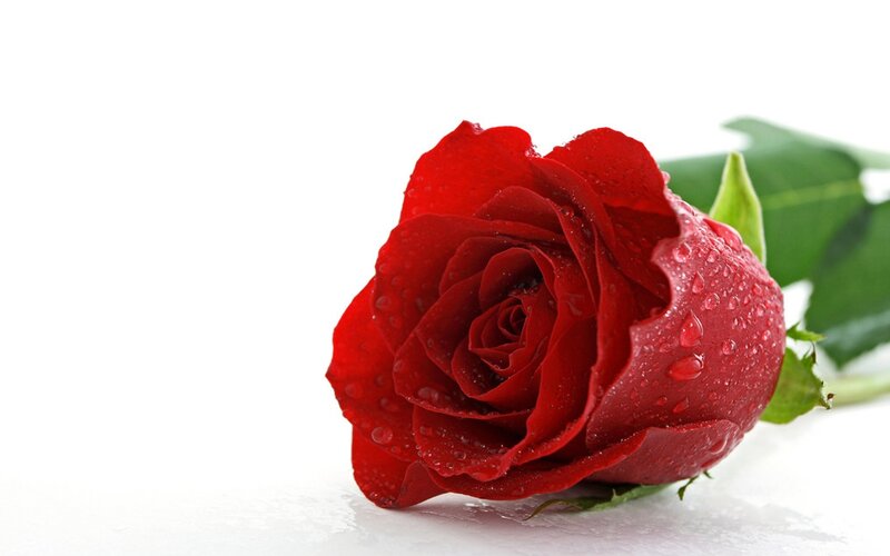 Red rose with water droplets