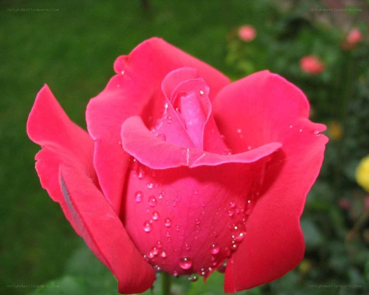 Red rose with water droplets