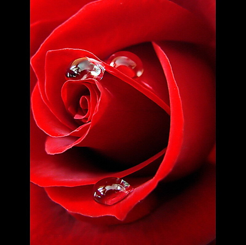 Red rose with water droplets