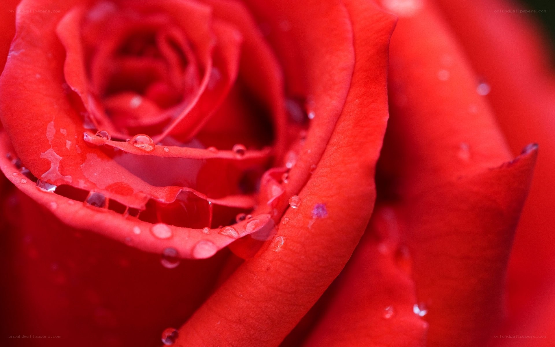 Red rose with water droplets