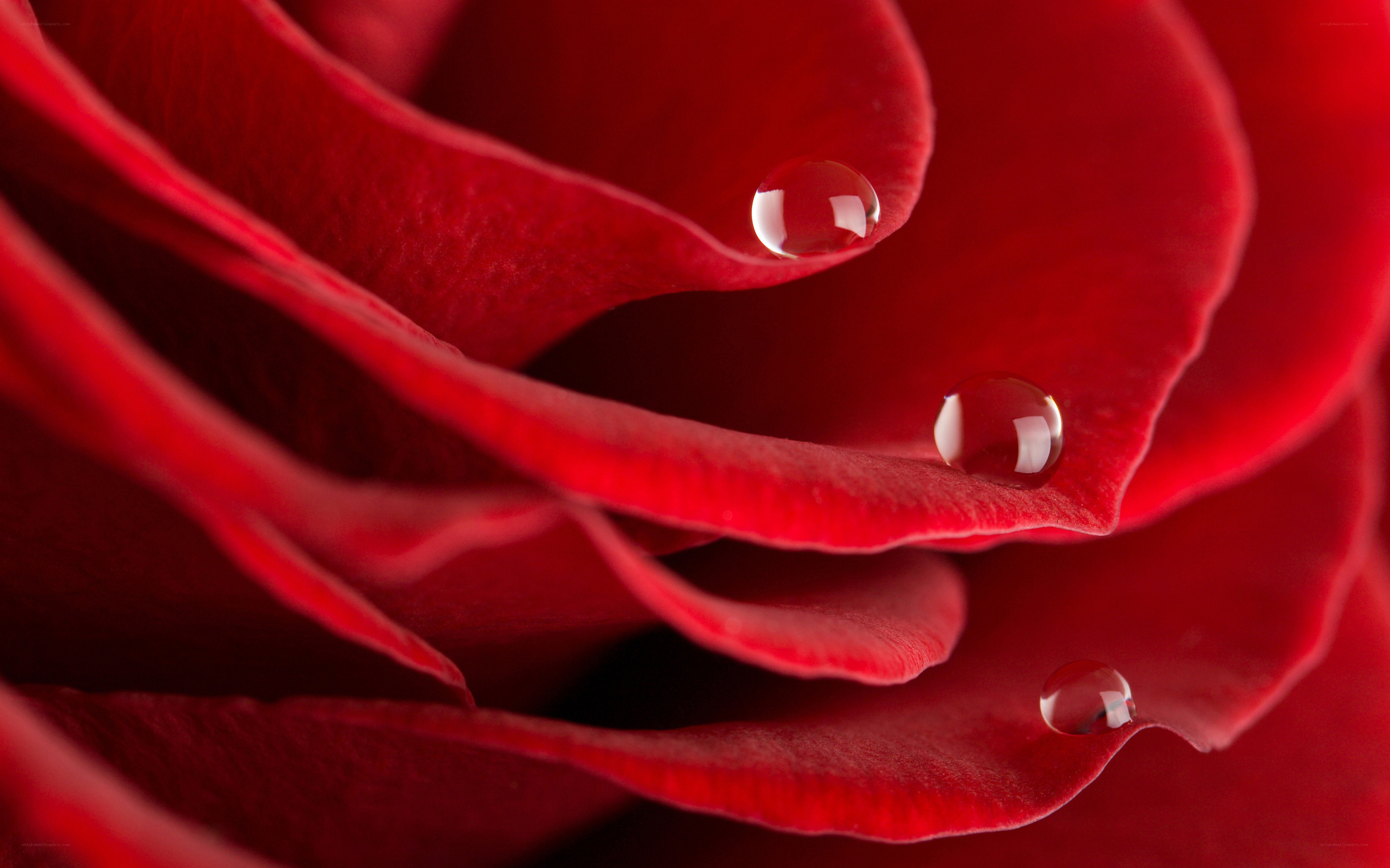 Red rose with water droplets