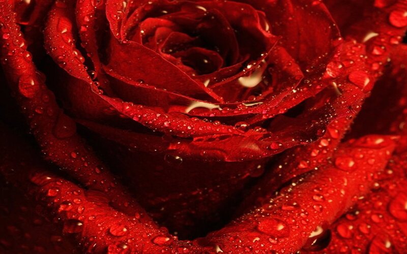 Red rose with water droplets