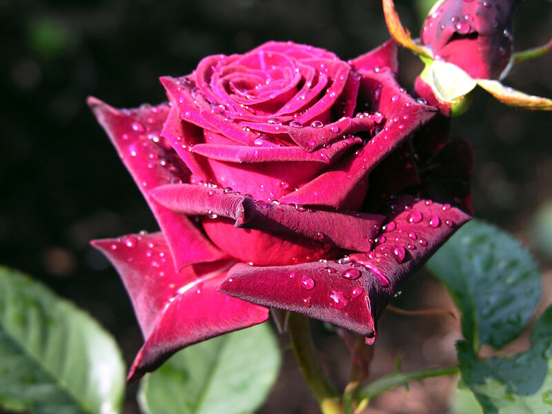 Red rose with water droplets
