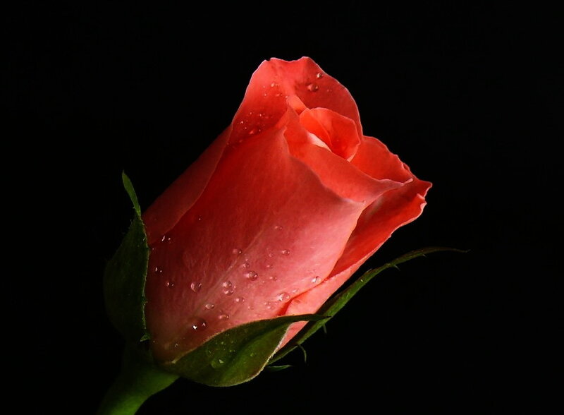 Red rose with water droplets