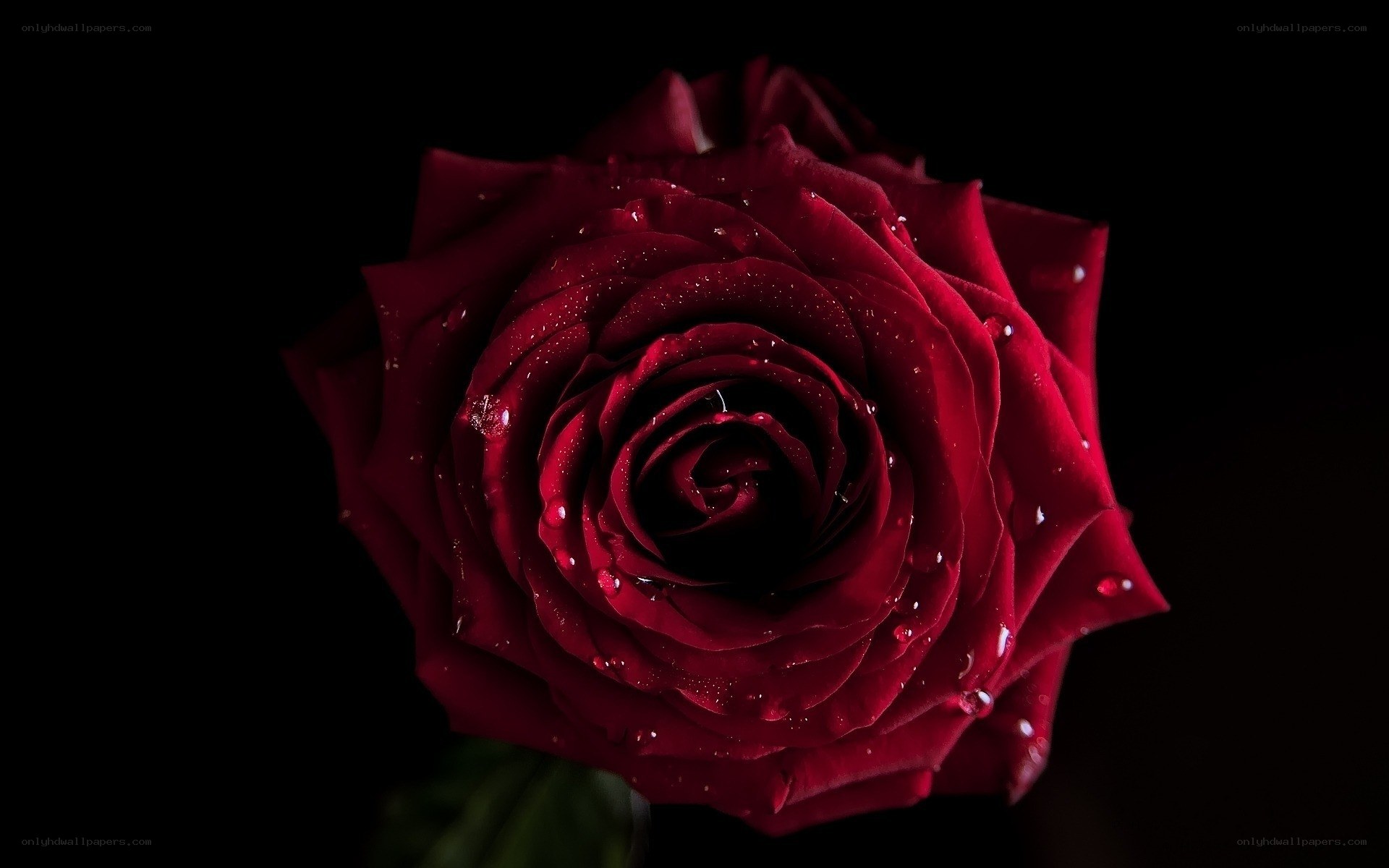 Red rose with water droplets