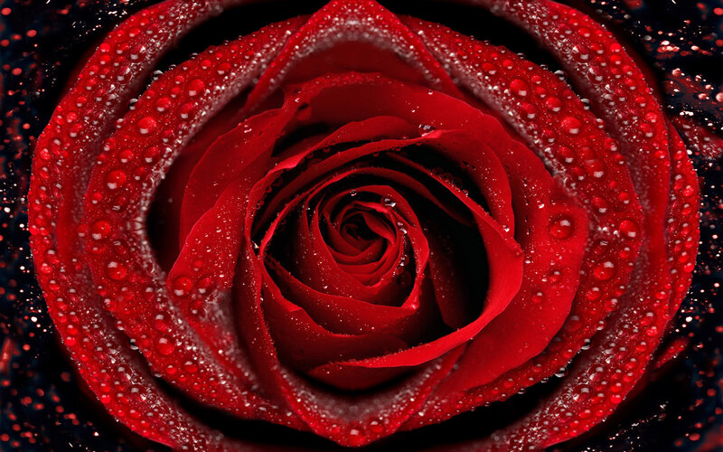 Red rose with water droplets