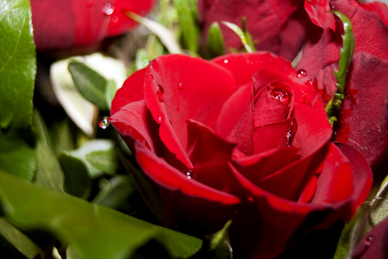 Red rose with water droplets