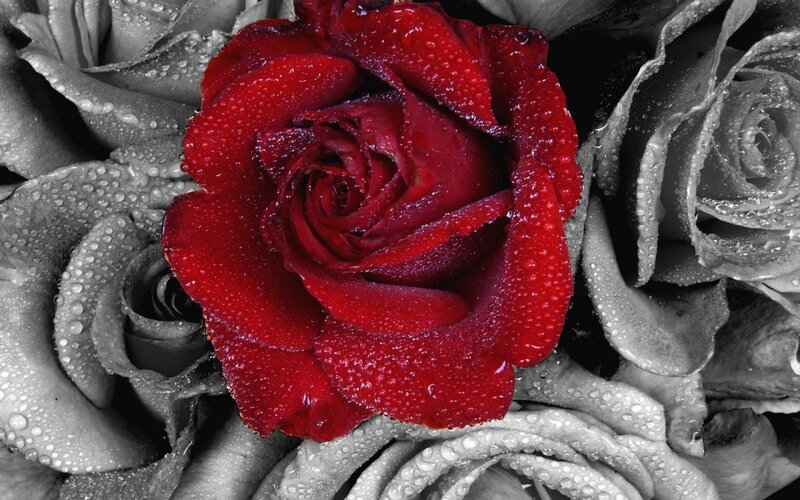 Red rose with water droplets