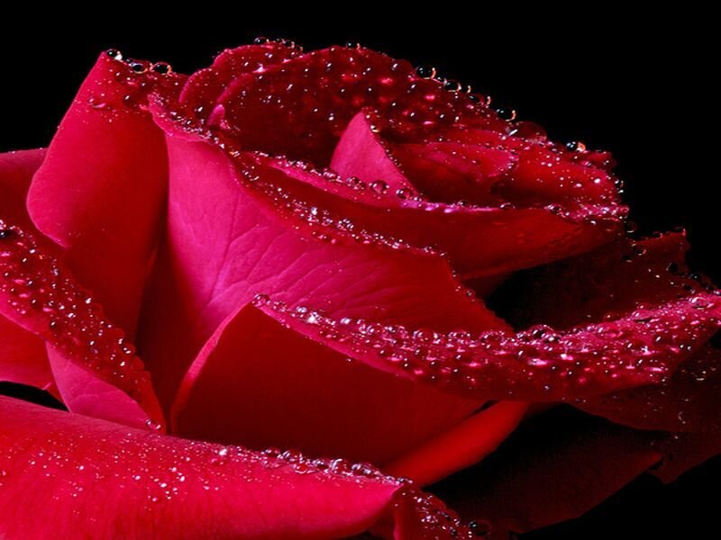 Red rose with water droplets