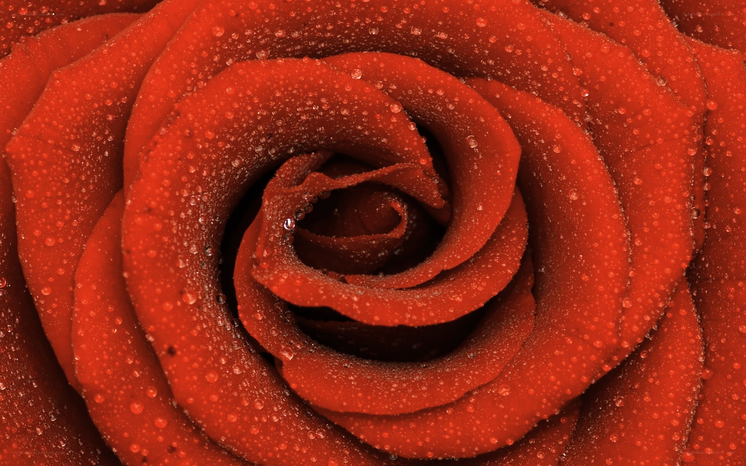 Red rose with water droplets